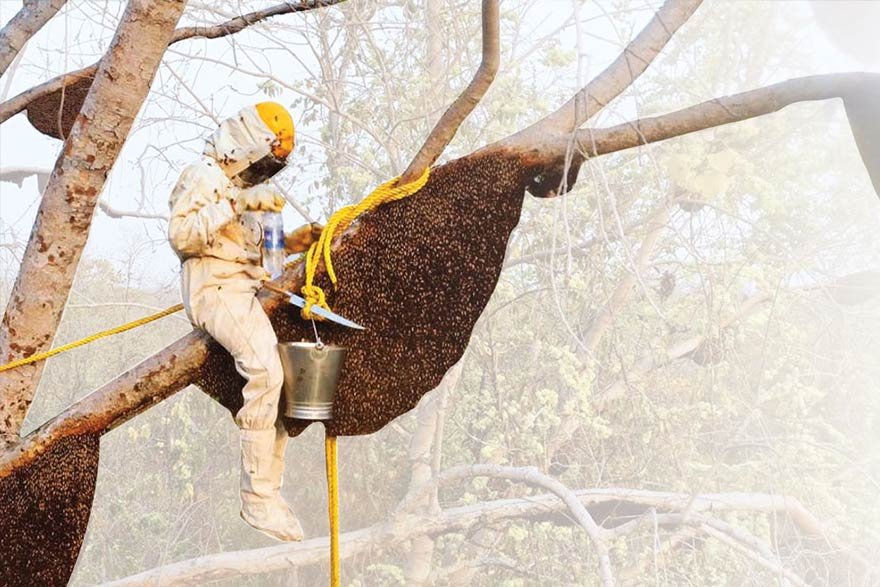 Wild Forest Honey Exporter India